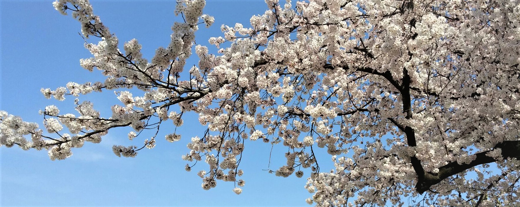 練馬高野台駅周辺は桜が満開