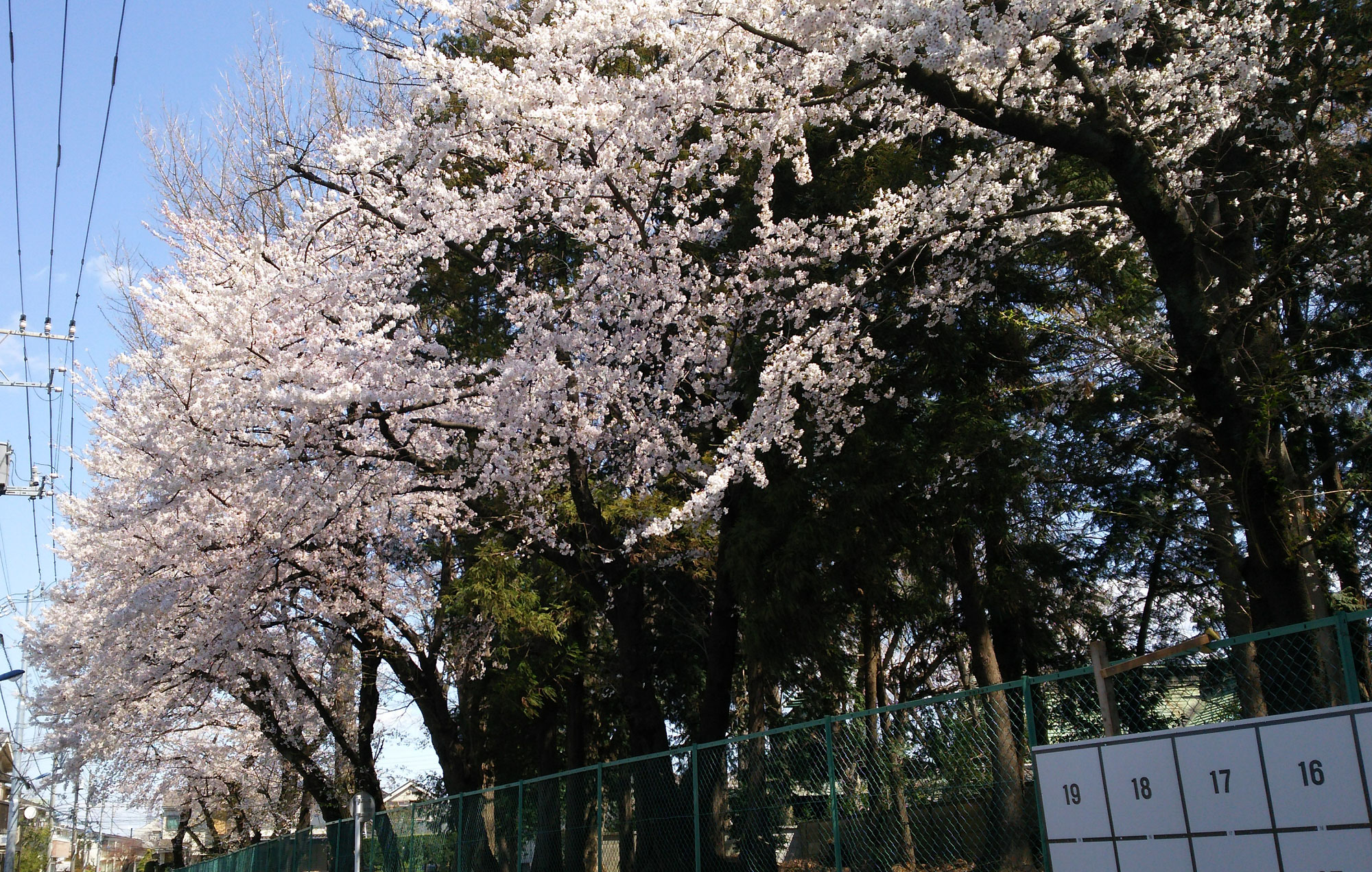 練馬区大泉周辺の桜