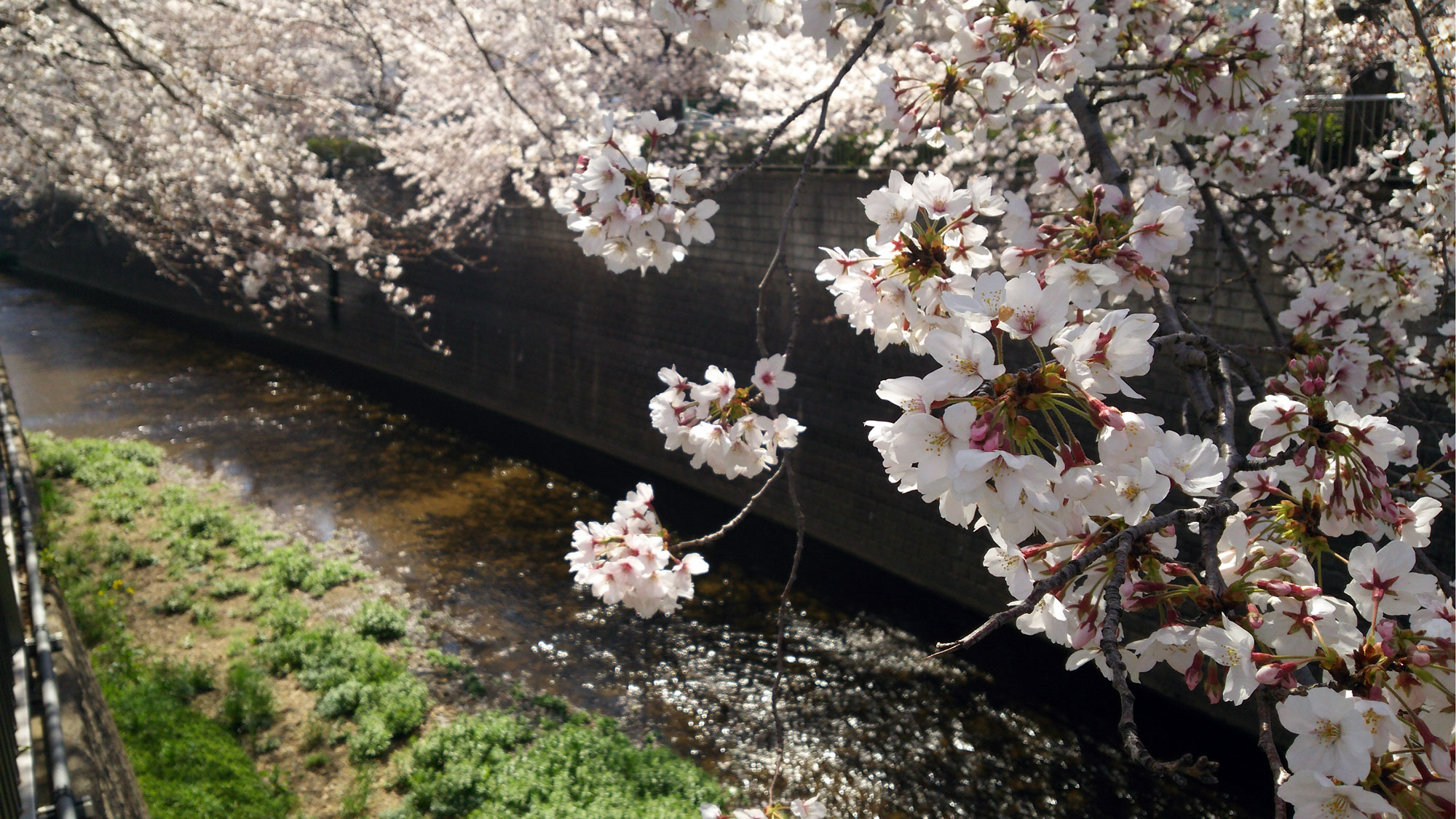 練馬高野台周辺の桜