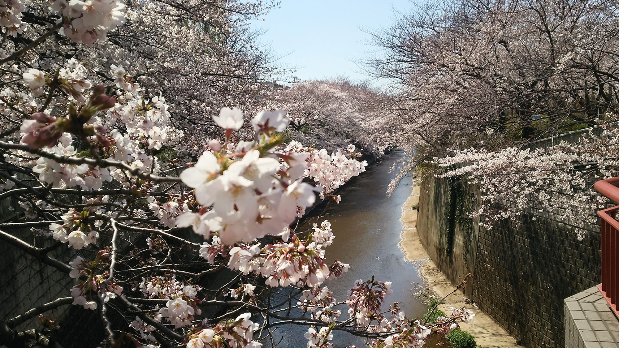 練馬高野台周辺の桜