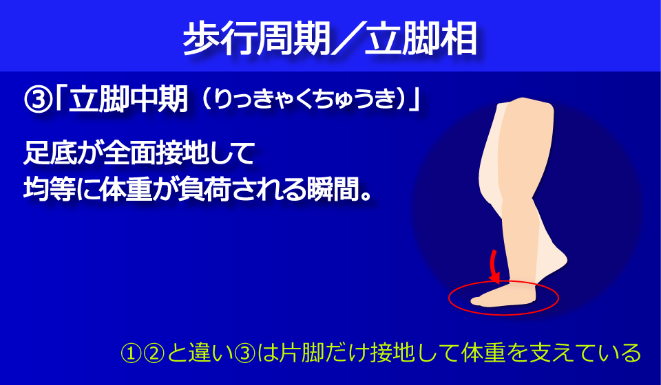 「立脚中期（りっきゃくちゅうき）」／富士見台カイロプラクティックセンター