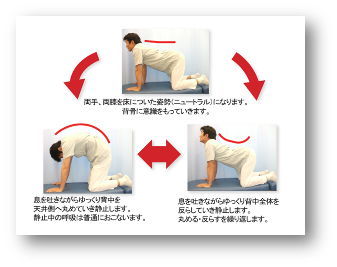 富士見台カイロプラクティックセンター　腰痛予防　改善に有効なキャットエクササイズ　簡単にできるセルフケアの一つです。