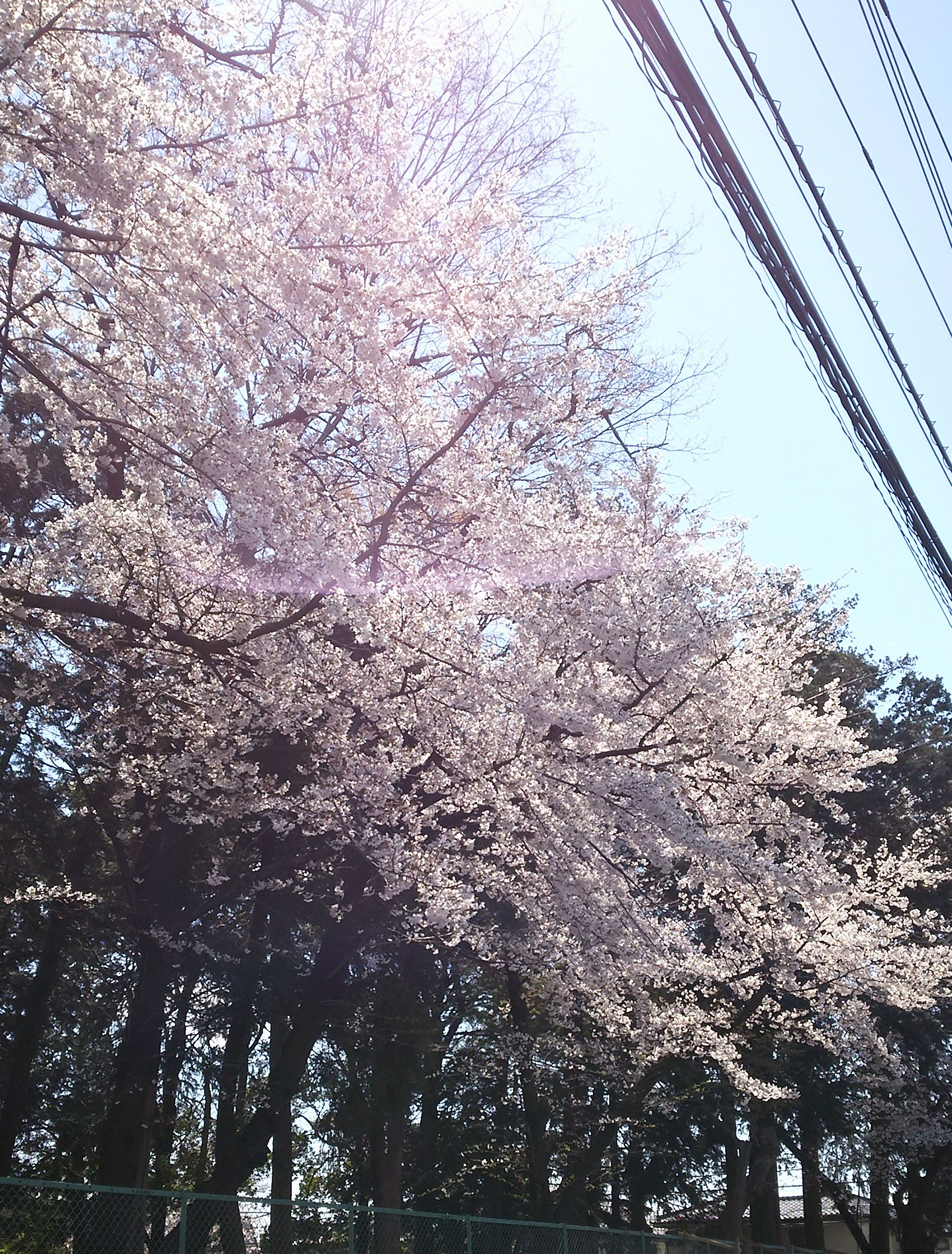 練馬区大泉周辺の桜