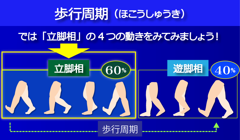 「立脚相」の4つの動き／富士見台カイロプラクティックセンター